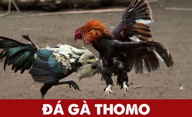 Chọi gà Thomo